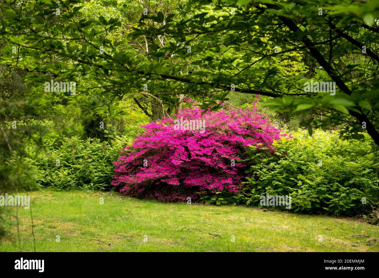 Blühender Rhododendron in einem Park Stockfoto