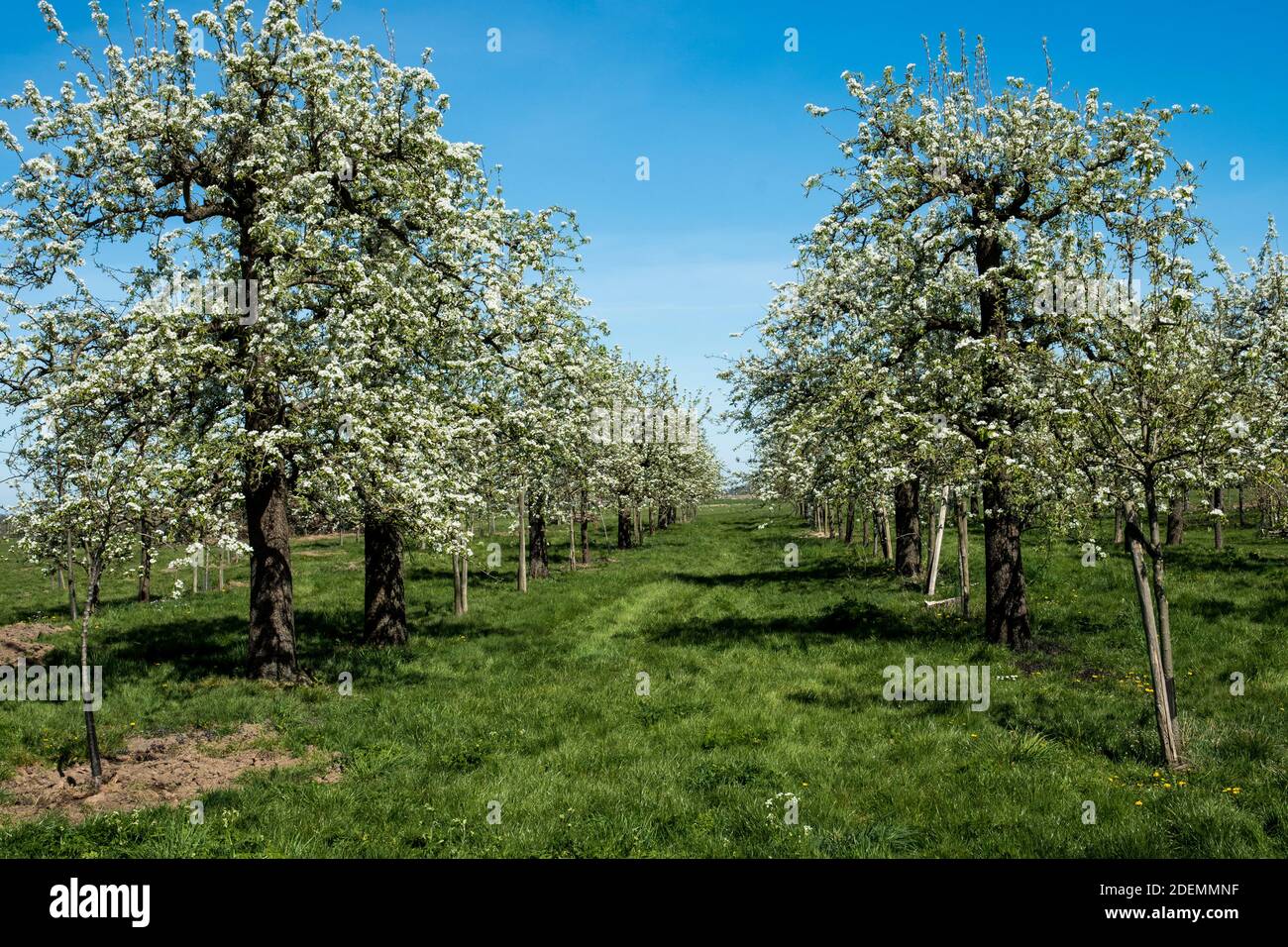 Alte Birnenbäume in einem Obstgarten Stockfoto