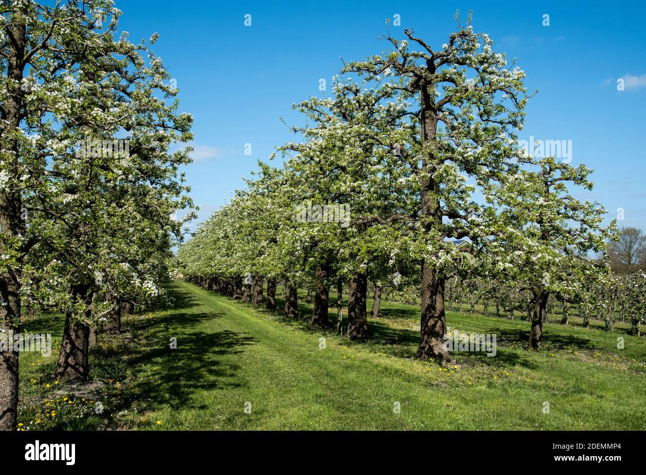 Alte klassische Birnenbäume Stockfoto
