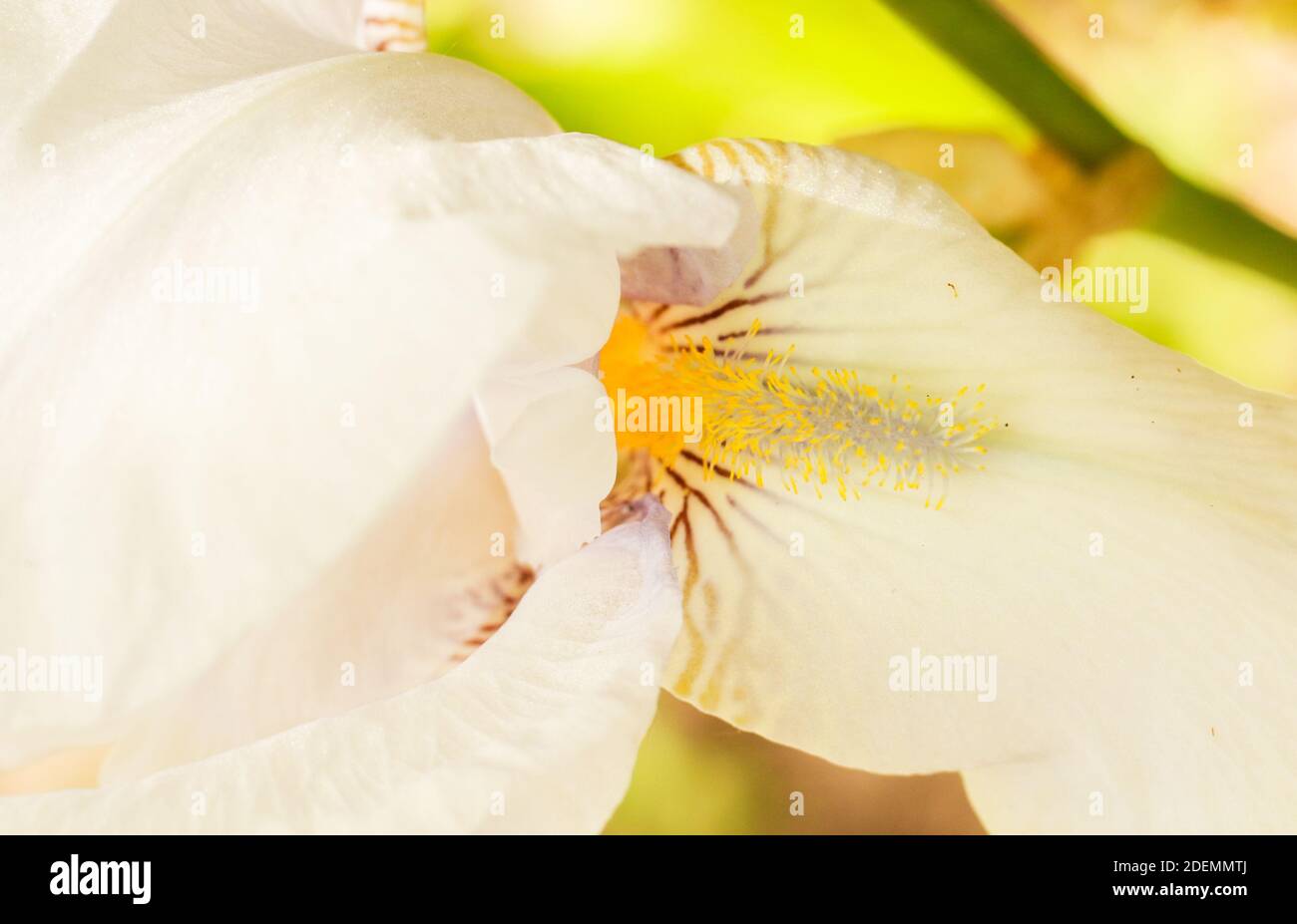 Wunderschöne Garten Iris Königin der Engel Stockfoto