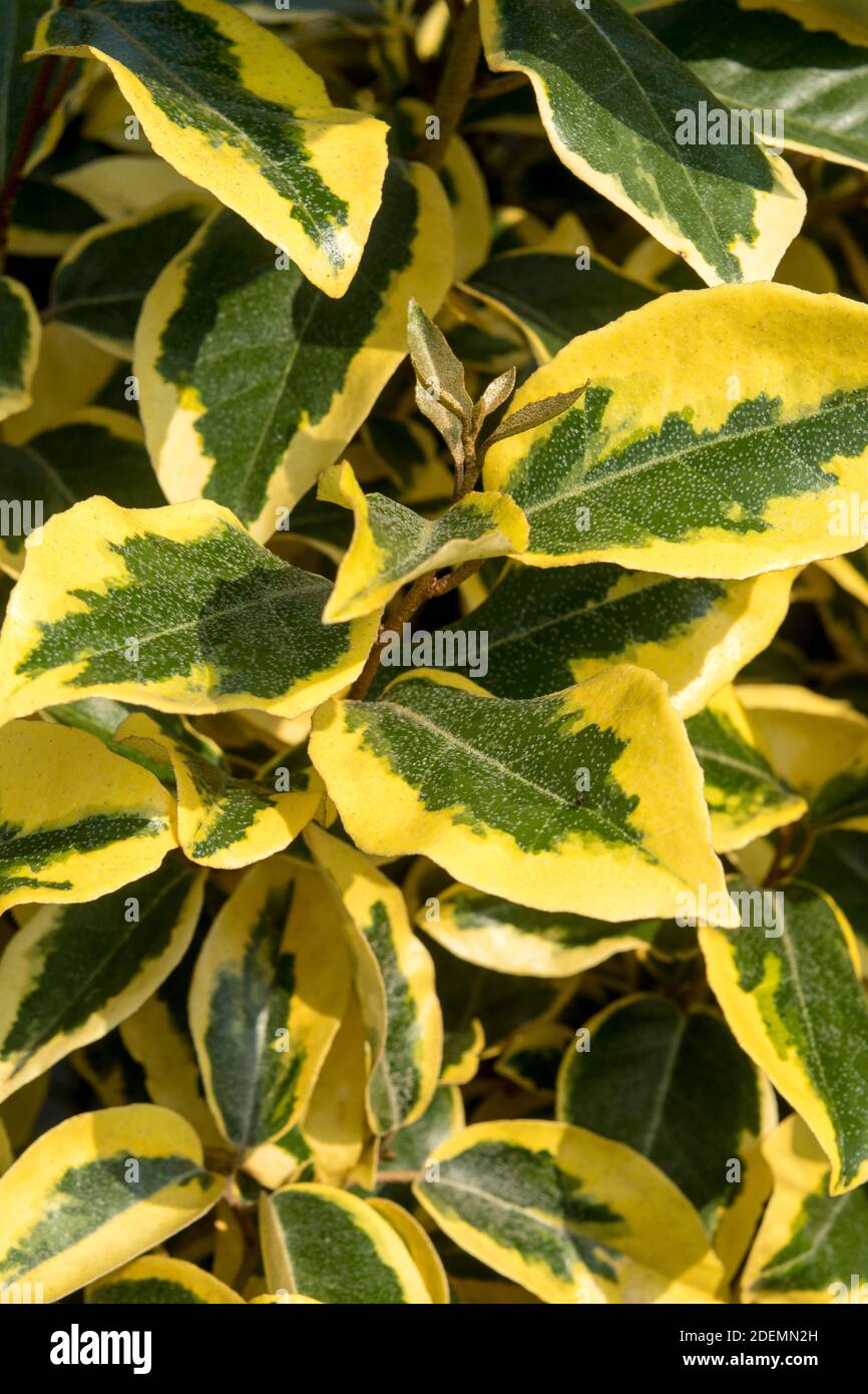 Elaeagnus ebbingei 'gilt Edge' Stockfoto
