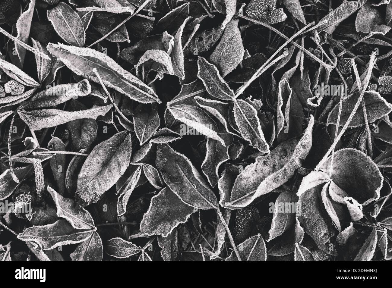 Dekorative Herbstblätter in schwarz-weiß auf Kompost Haufenhaufen im Winter Stockfoto