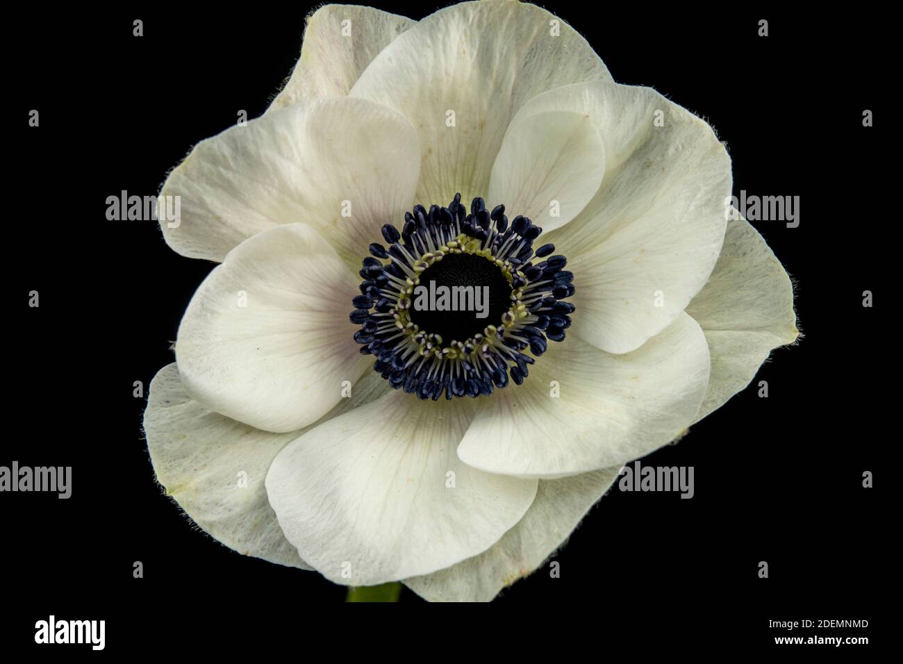 Anemone coronaria Stockfoto