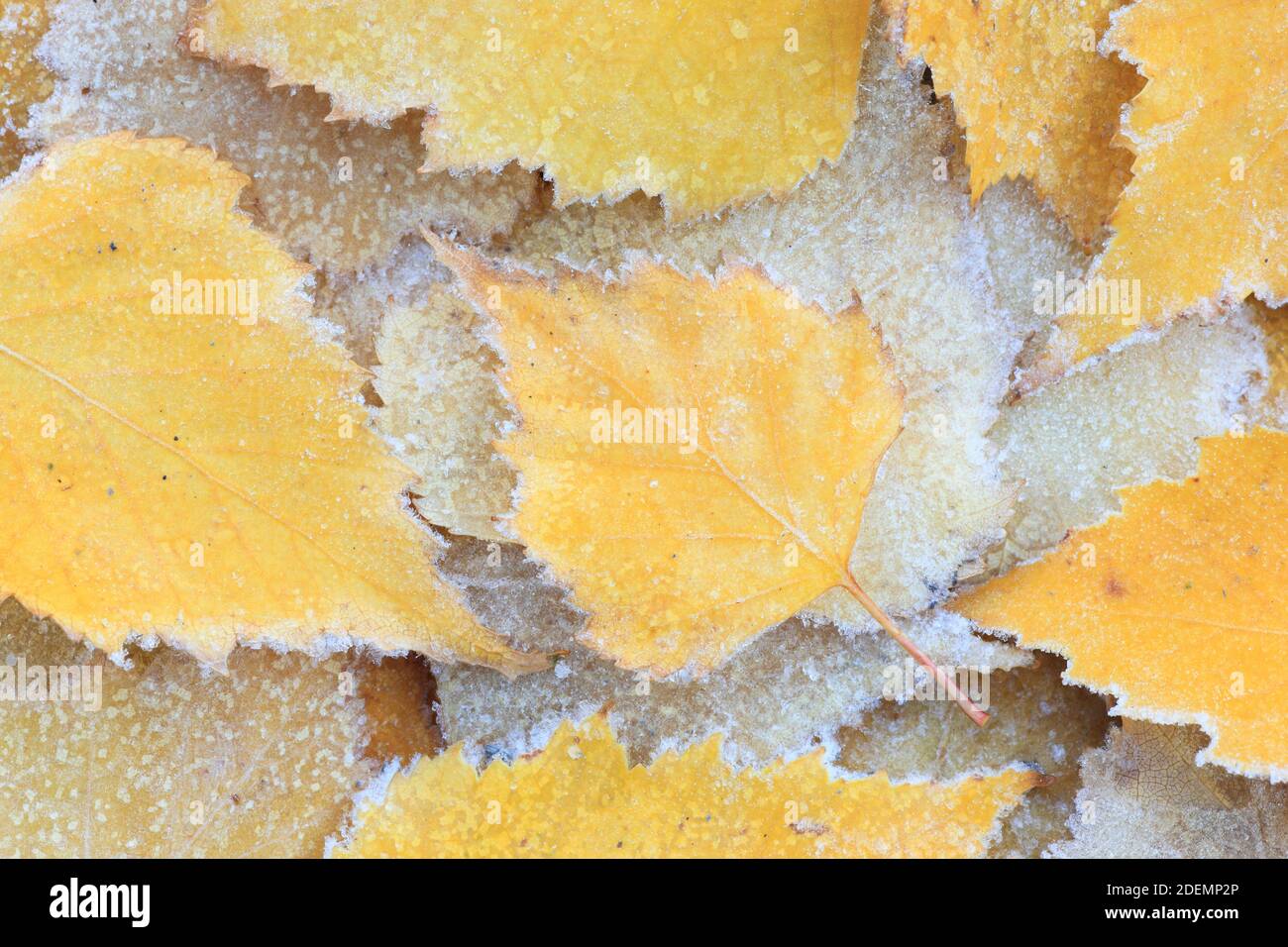 Geographie / Reisen, Schweiz, Detail von Birkenblättern mit weißem Frost, Zusatz-Rights-Clearance-Info-not-available Stockfoto