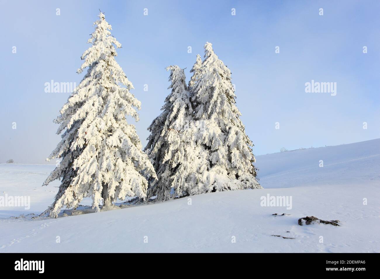 Geographie / Reisen, Schweiz, verschneite Tannenwälder, Zusatz-Rights-Clearance-Info-not-available Stockfoto
