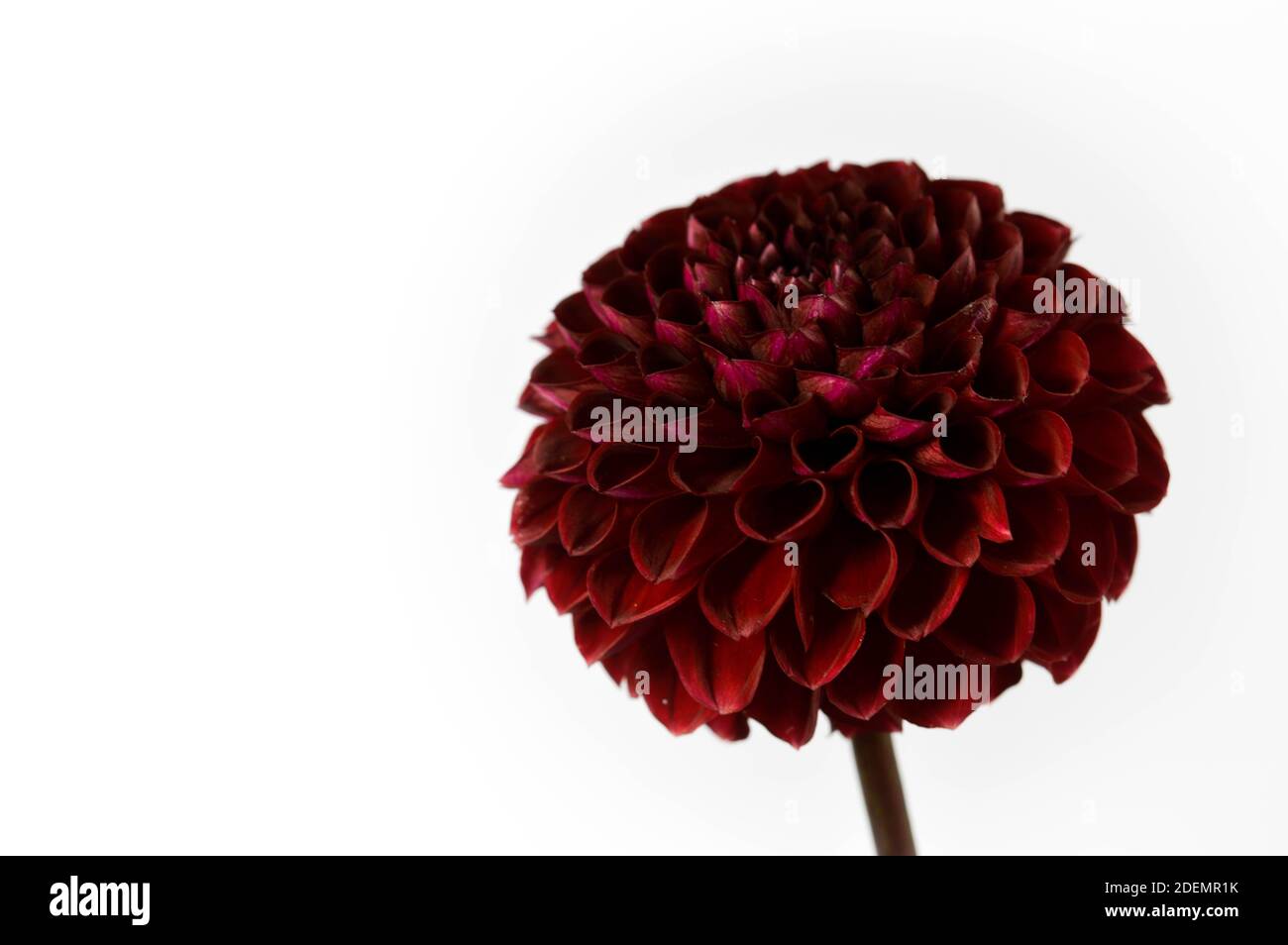 Dahlia Rotfuchs, dunkelroter Pompom Dahlia, weißer Hintergrund, Blütenkopf aus nächster Nähe. Stockfoto