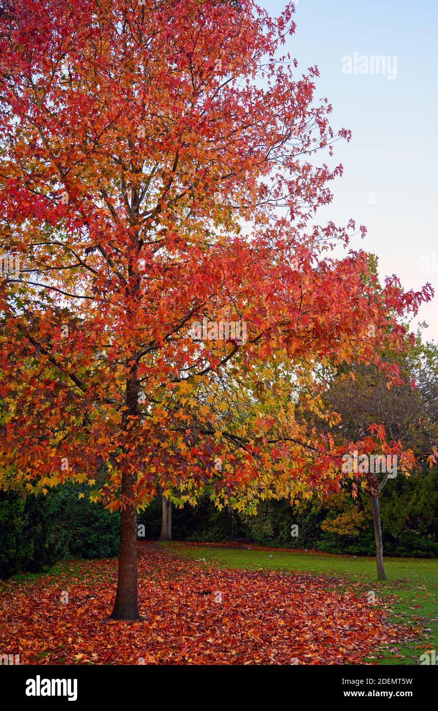Herbstszene mit Baum im Kelsey Park, Beckenham, Kent, UK. Der Baum hat bunte rote Blätter und ein Teppich aus roten Blättern liegt auf dem Boden. Stockfoto