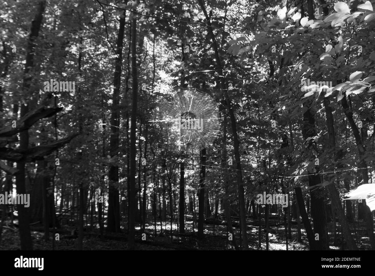 WOODLAND PARK, VEREINIGTE STAATEN - Sep 20, 2020: spinnennetz im Wald unter 9/19/2020 Stockfoto