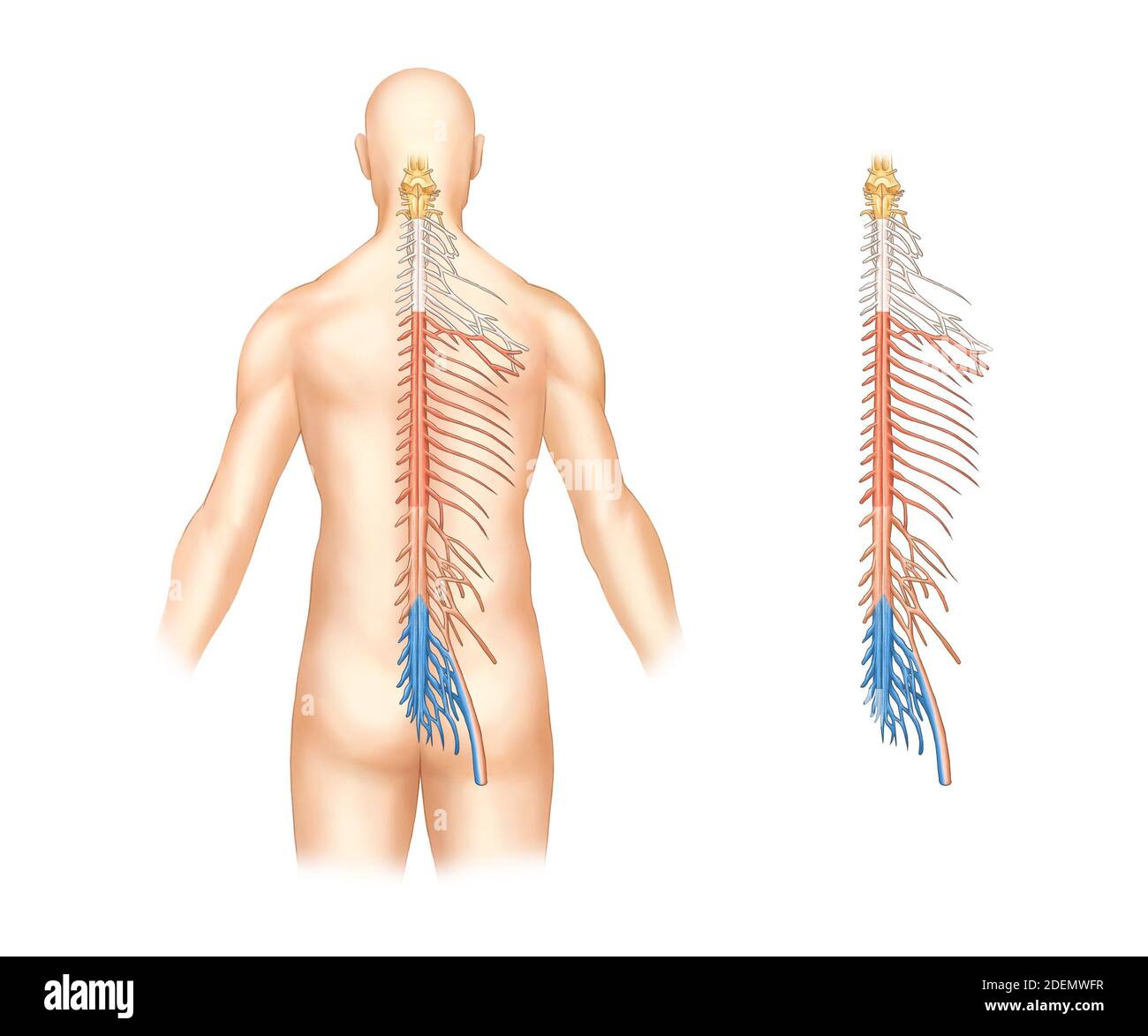 Anatomie des spinalen Nervensystems Stockfoto