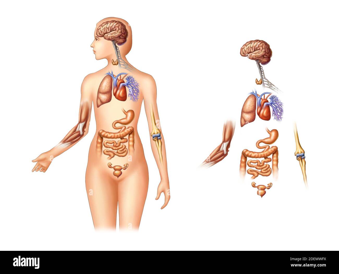 Organanatomie des menschlichen Körpers Stockfoto