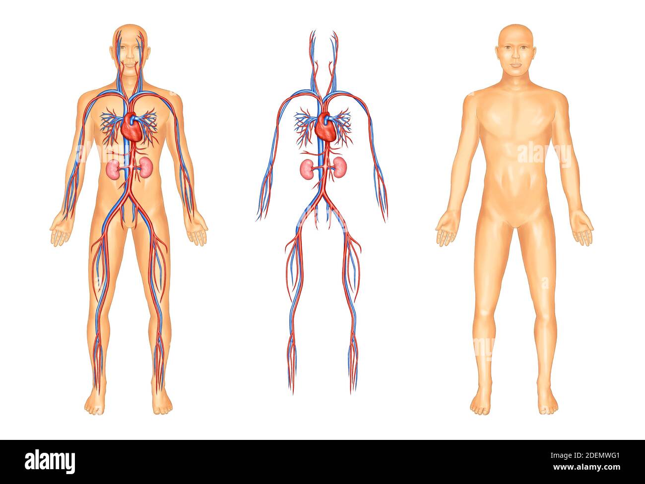 Anatomische Darstellung des menschlichen Gefäßsystems Stockfoto