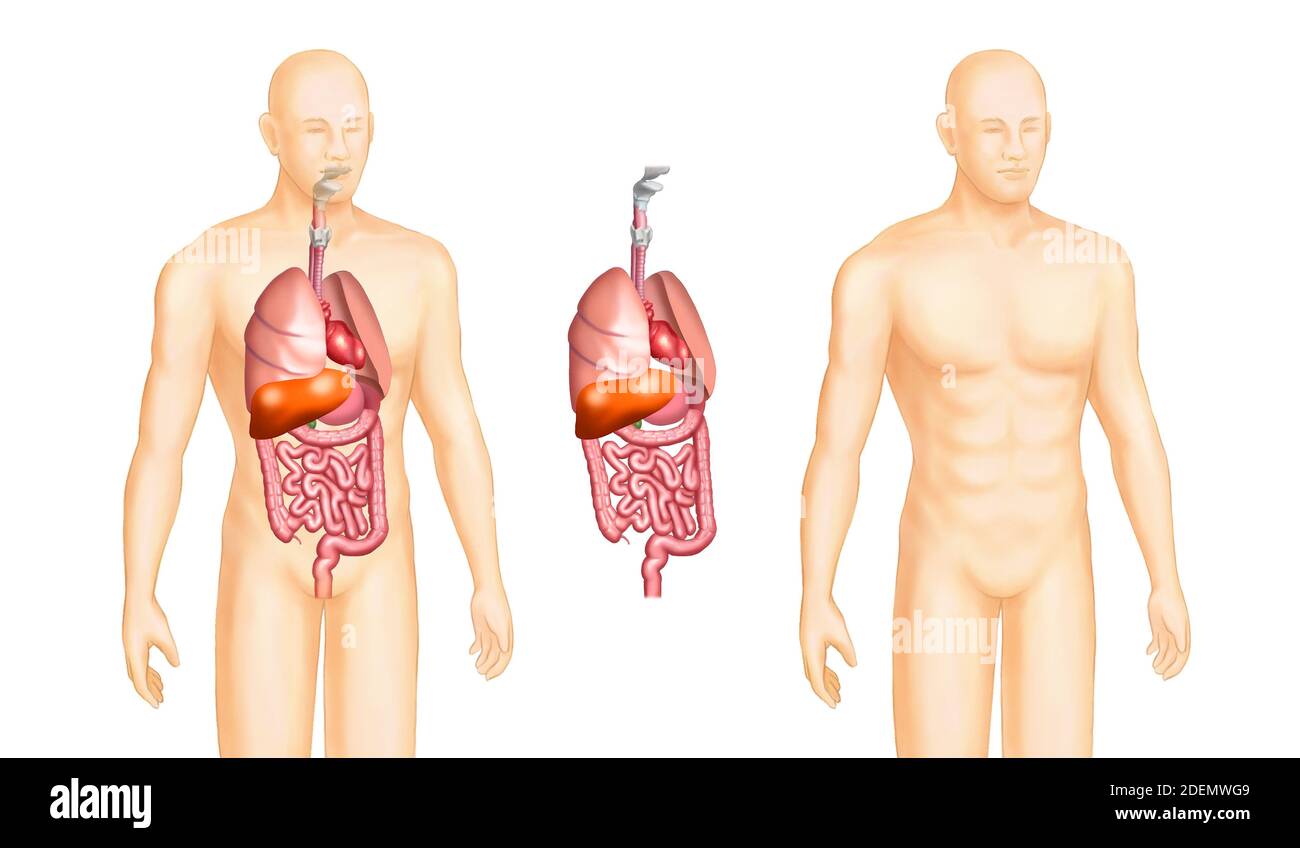 Anatomische Diagramme der inneren Organe Stockfoto