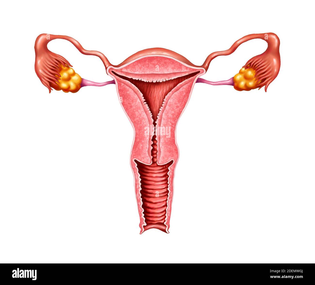 Anatomische Illustrationen des Uterus Stockfoto