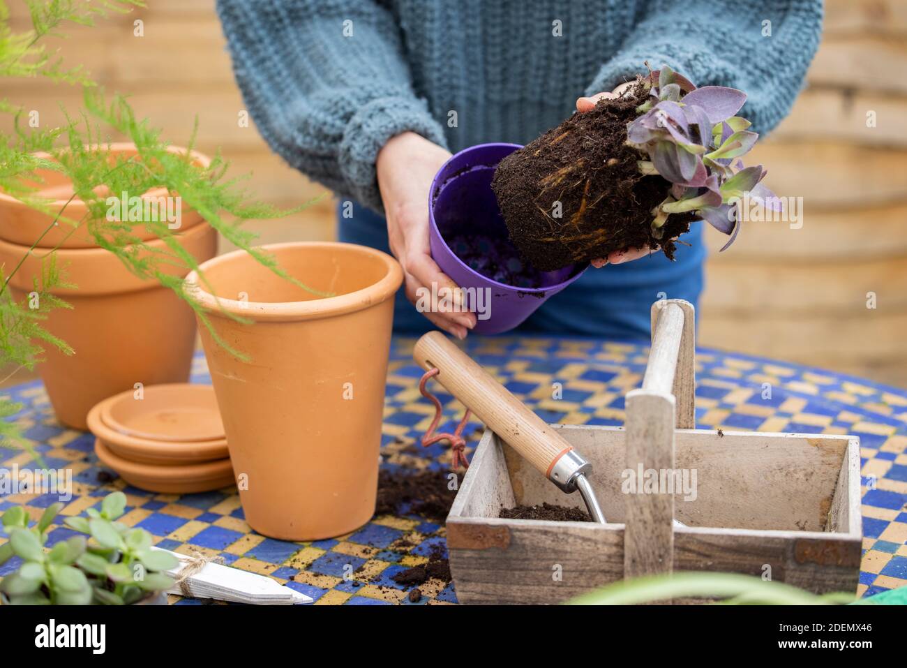 Nahaufnahme Der Frau Umtopfen Zimmerpflanze In Größeren Kompost Gefüllt Topf Im Freien Stockfoto