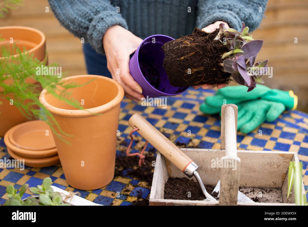 Nahaufnahme Der Frau Umtopfen Zimmerpflanze In Größeren Kompost Gefüllt Topf Im Freien Stockfoto