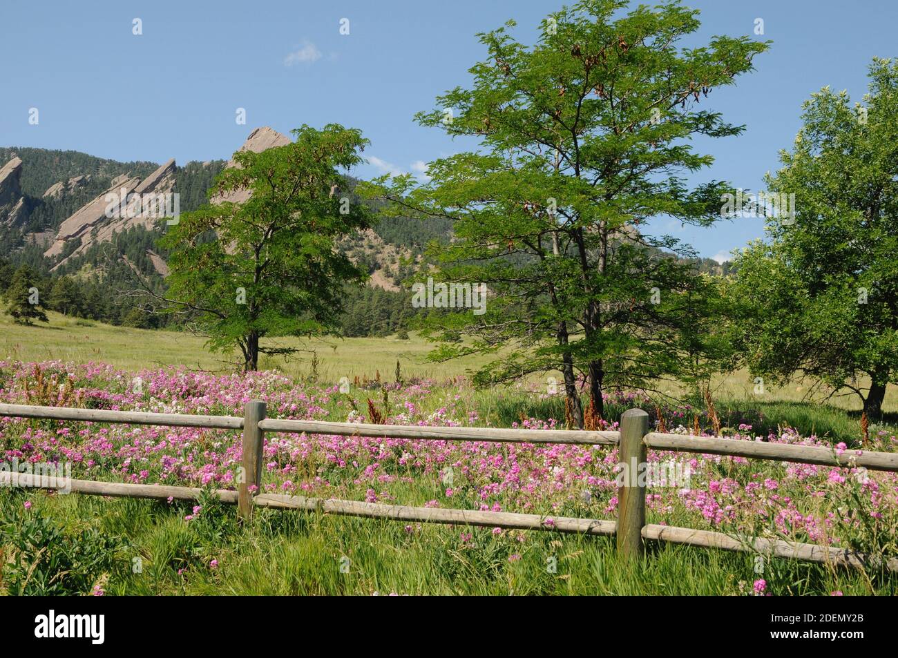 Sommerzeit in Boulder Colorado Wildblumen entlang einer Zaunlinie mit einem Hintergrund der Ausläufer. Stockfoto Sommerzeit in Boulder Colorado Wildblumen entlang einer Zaunlinie mit einem Hintergrund der Ausläufer. Stockfoto
