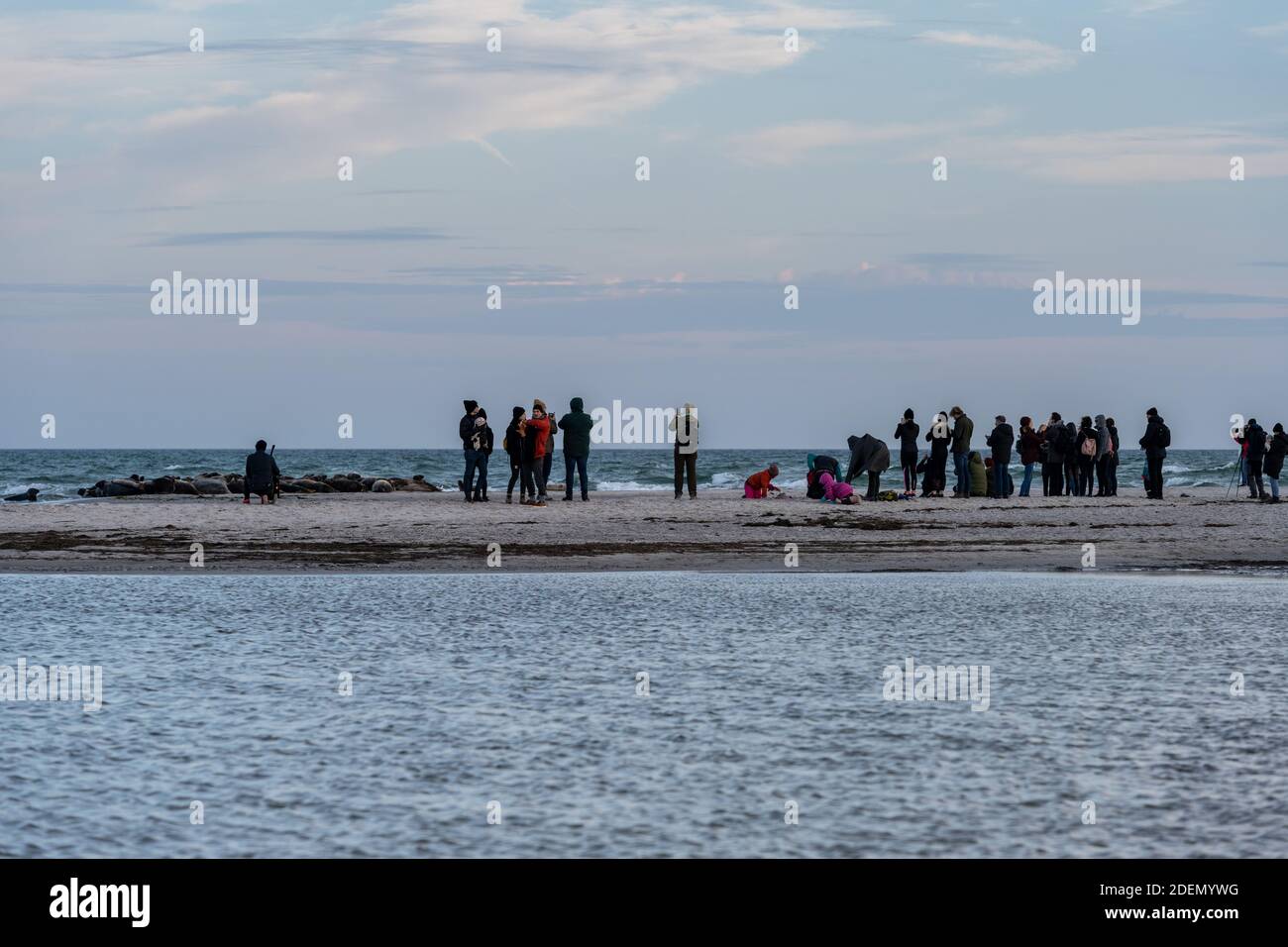 15. November 2020 - Falsterbo, Schweden: Die Menschen beobachten und fotografieren eine Seehundkolonie. Viele nutzen die Gelegenheit, die Natur zu erleben und dabei soziale Distanz während der Corona-Zeit zu bewahren Stockfoto