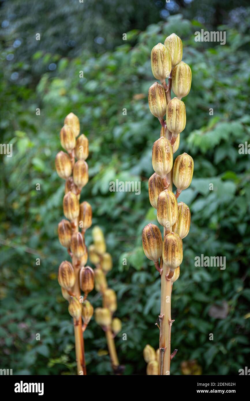 Seedcases oder Samenkapseln japanischer Cardiocrinum (Cardiocrinum cordatum var. gleinii) im Herbst Stockfoto
