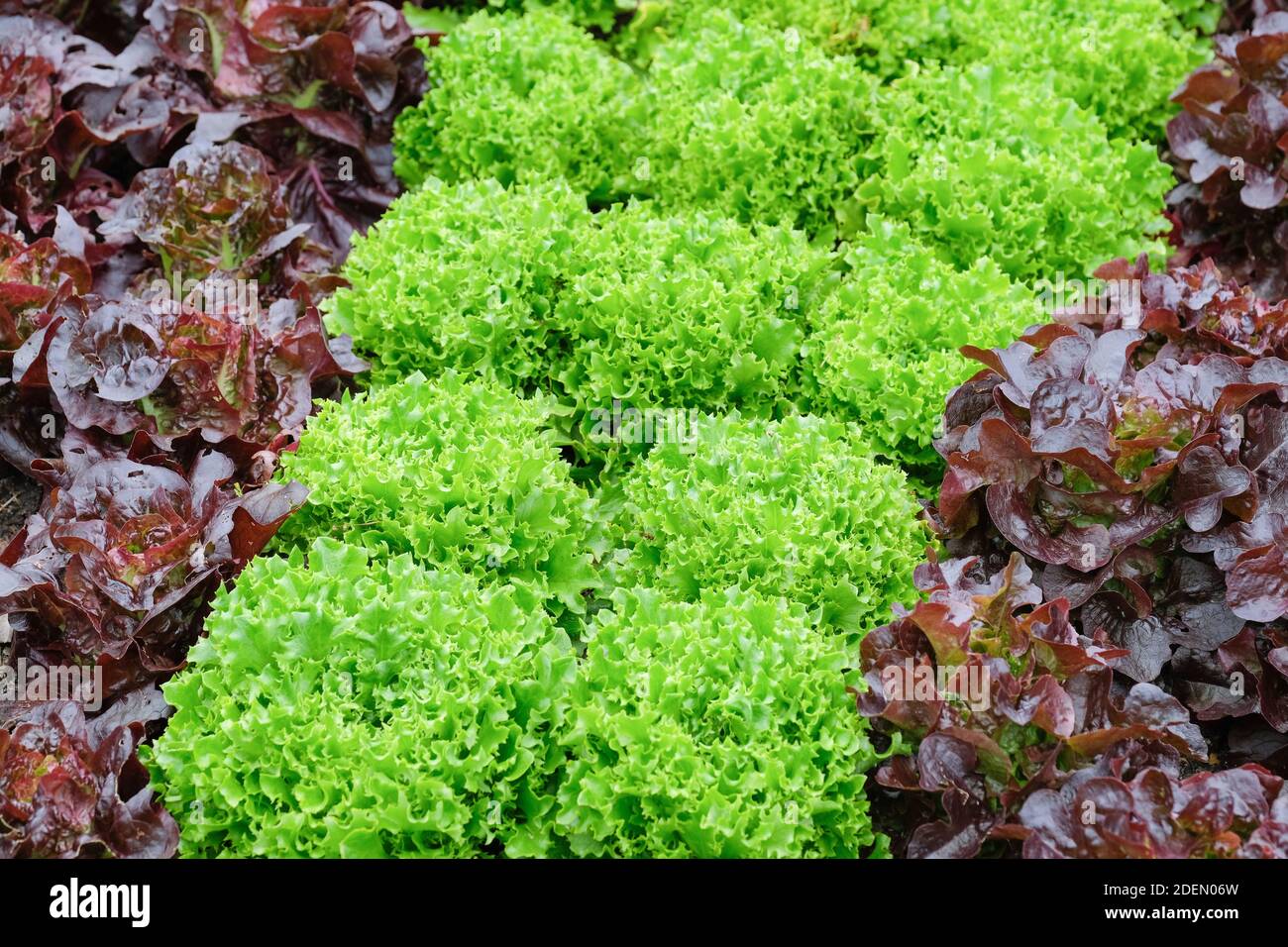 Loose-Leaf, grüner Salat 'azur' wächst mit rotblättrigen cos Salat, roter Salat 'Amaze'. Lactuca sativa ' mazur'. Lactuca sativa Amaze Stockfoto
