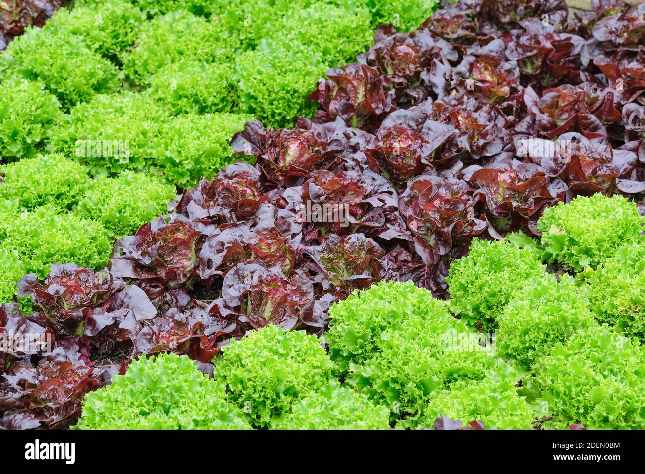 Loose-Leaf, grüner Salat 'azur' wächst mit rotblättrigen cos Salat, roter Salat 'Amaze'. Lactuca sativa ' mazur'. Lactuca sativa Amaze Stockfoto