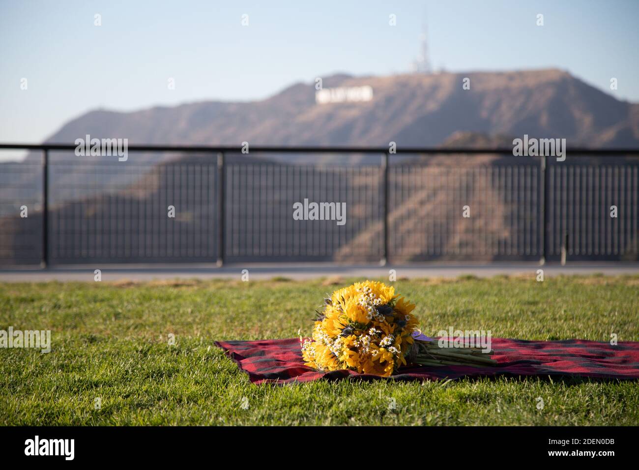 LOS ANGELES, CALIFORNIA, USA - 22. Nov 2020: Ein Sonnenblumenstrauß liegt auf einer Decke mit den Hollywood Hills im Hintergrund. Stockfoto