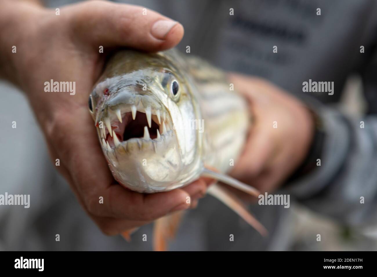 Hände halten Tiger Fisch mit Mund voller scharfen Zähnen. Gerade fing es in Zambesi Fluss zwischen Simbabwe und Sambia nicht weit von Mosambik. 2020 Stockfoto