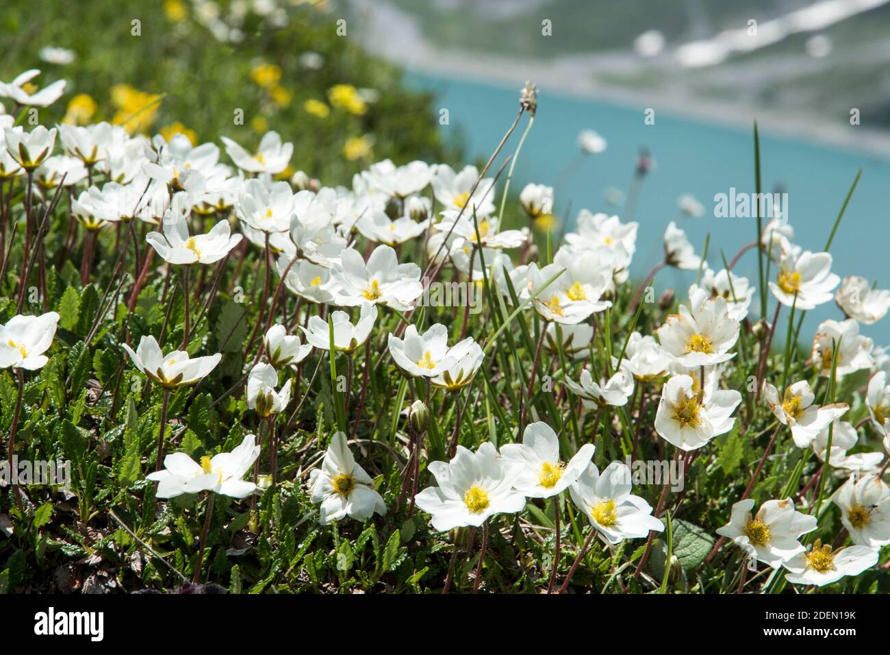 Dryas octopetala oder Bergavenen Stockfoto