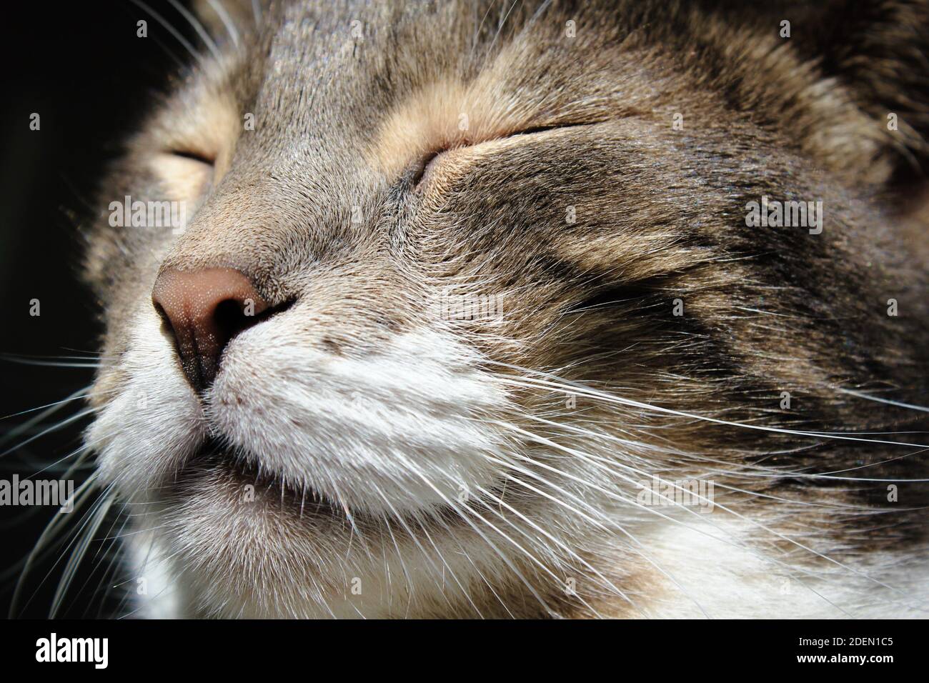 Portrait einer niedlichen Katze, die unter der Sonne ruht Stockfoto