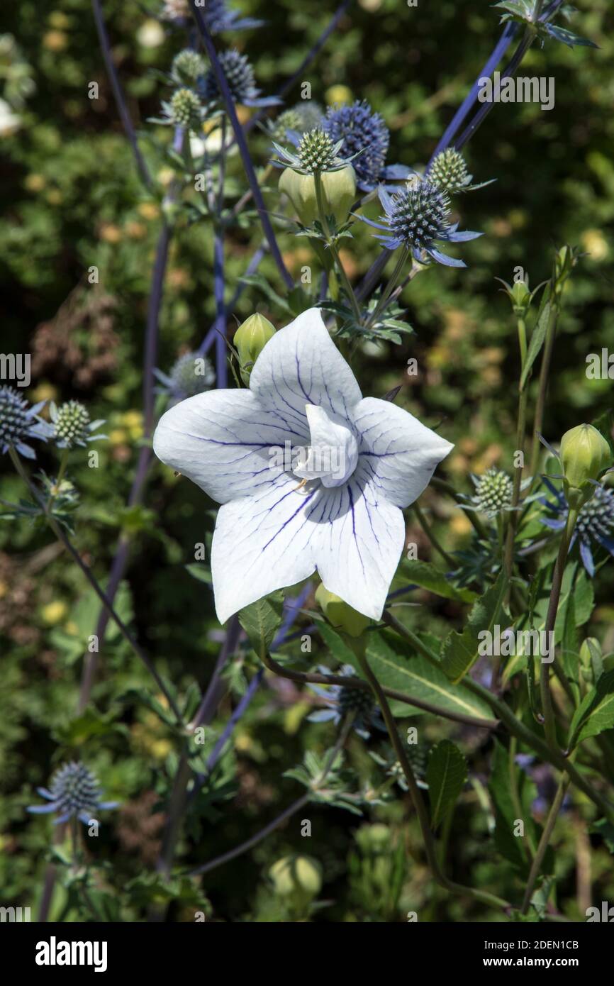 Platycodon grandiflorus und Eryngium Stockfoto