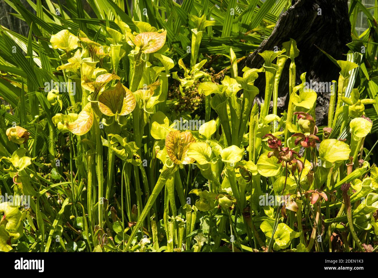 Die Insektenpflanze Sarracenia flava Stockfoto