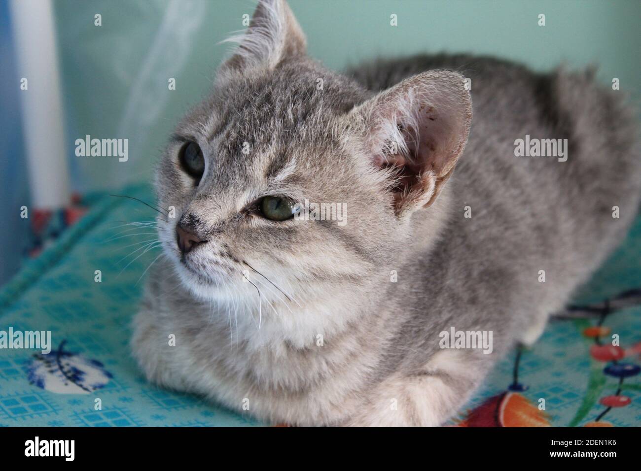Portrait eines niedlichen Kätzchens, das auf einem Stuhl ruht. Stockfoto