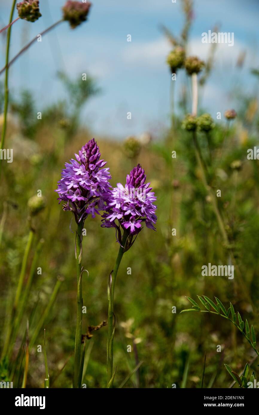Die wilde terrestrische Orchidee Anacamptis pyramidalis Stockfoto