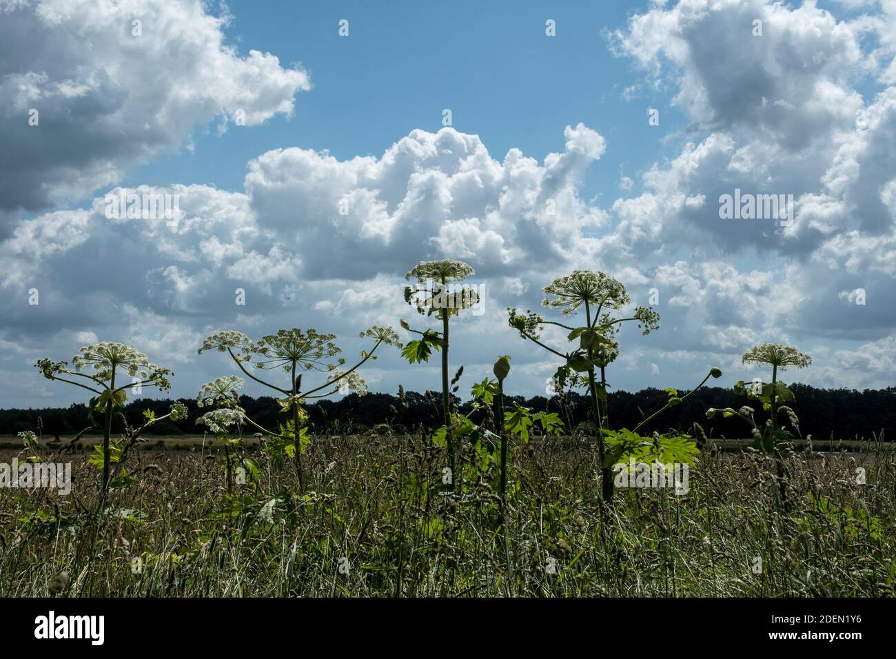 Das Unkraut Heracleum mantegazzianum in einem Naturschutzgebiet Stockfoto