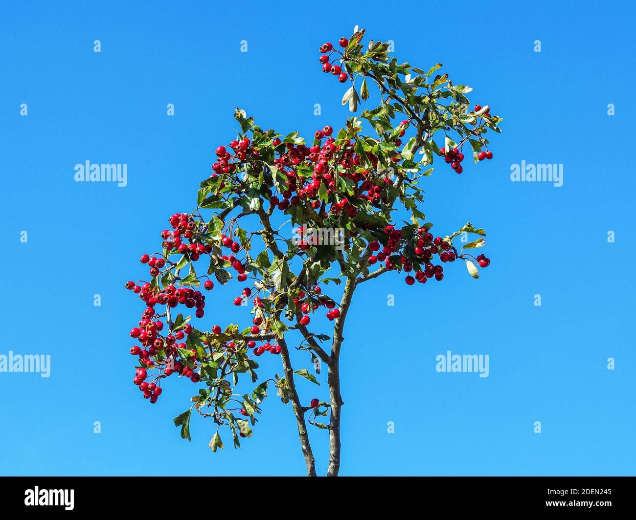 Blick auf rote Weißdornbeeren, Crataegus, gegen einen sehr klaren blauen Himmel Stockfoto