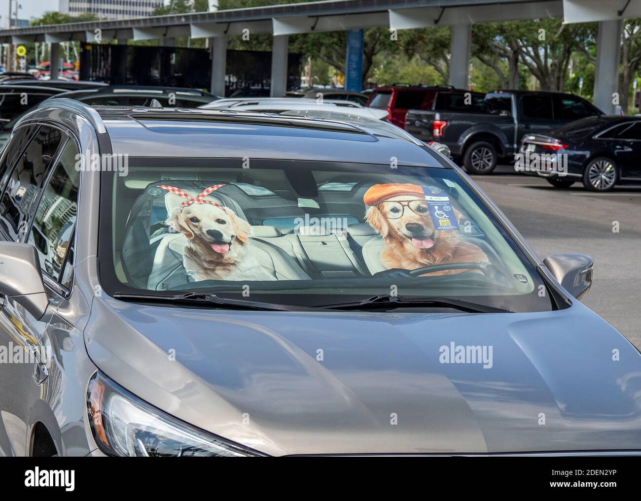Zwei Hunde auf Auto Wondshield Sonnenschirm Stockfoto