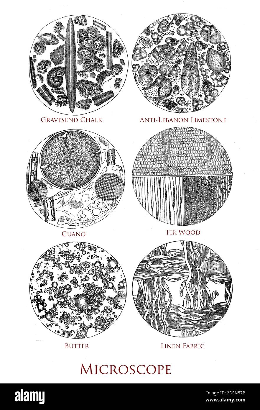 Mikroskopisch untersuchte Proben: guano, Butter, Stoff, Holz, Kalkstein, Kreide. Stich aus dem 19. Jahrhundert Stockfoto
