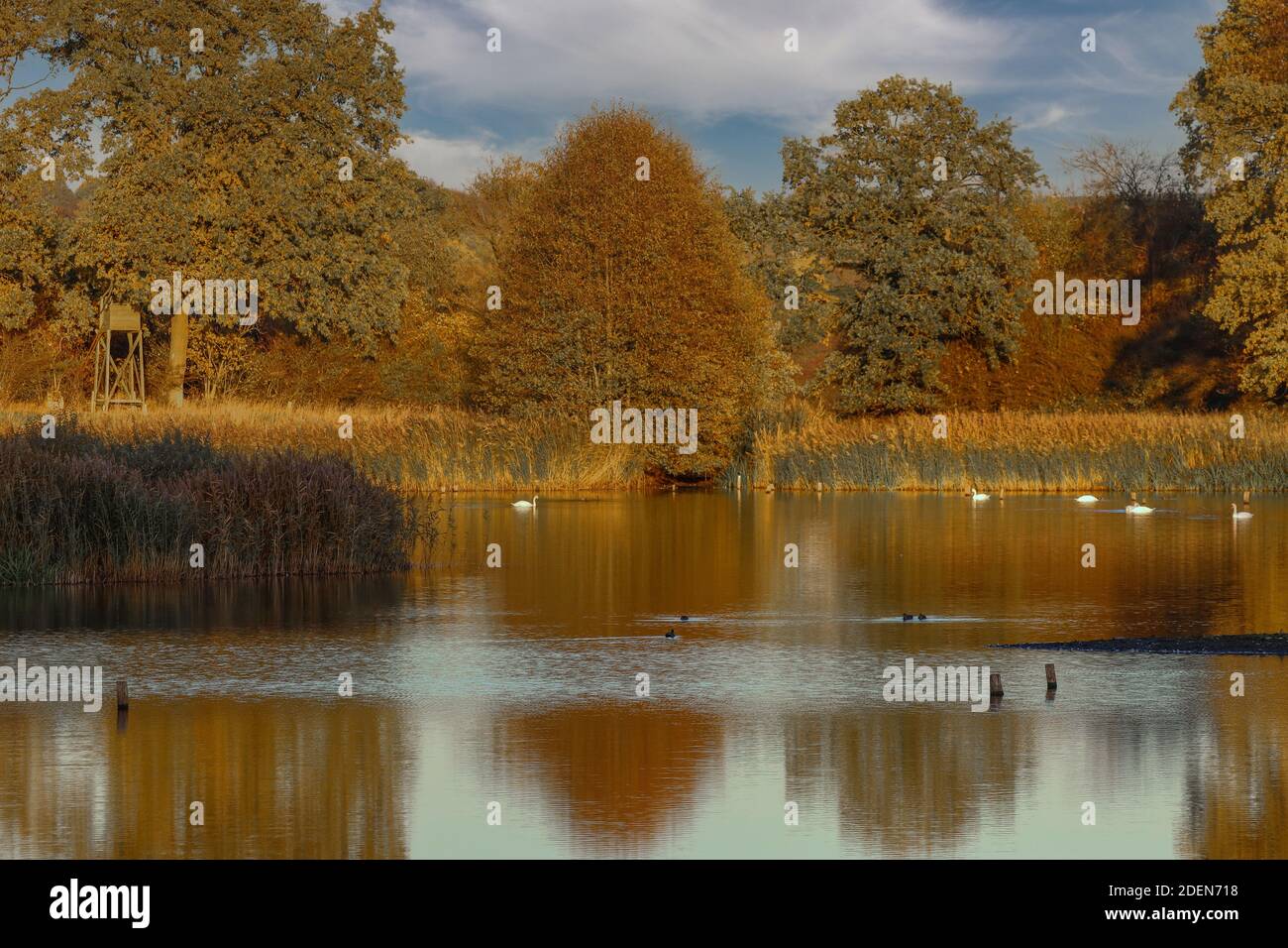 Eine magische Atmosphäre an einem kleinen See in Holstein Schweiz - Holstein Schweiz - im November. Stockfoto