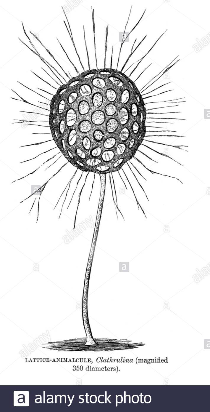 Gitteranimalkel (Mikroorganismus), Vintage-Illustration von 1896 Stockfoto