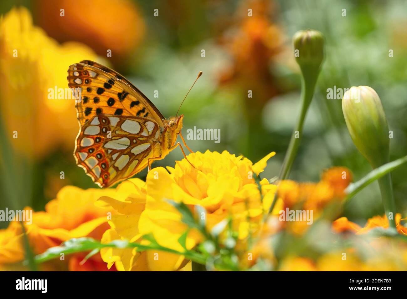Königin von Spanien Fritillary, ein kleiner orange, weiß und schwarz Schmetterling, sitzt auf gelben Blume wächst in einem Garten. Sonniger Sommertag. Verschwommenes Backgroun Stockfoto
