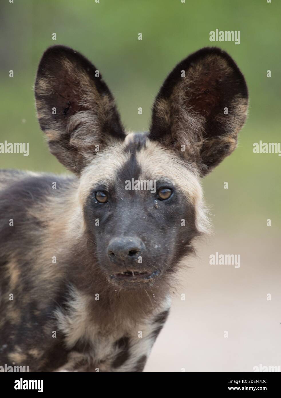 Nahaufnahme eines afrikanischen Wildhundes oder gemalten Wolfes (Lycaon pictus) in Mana Pools National im Zambezi-Tal, Simbabwe. Gefährdete Arten. Stockfoto