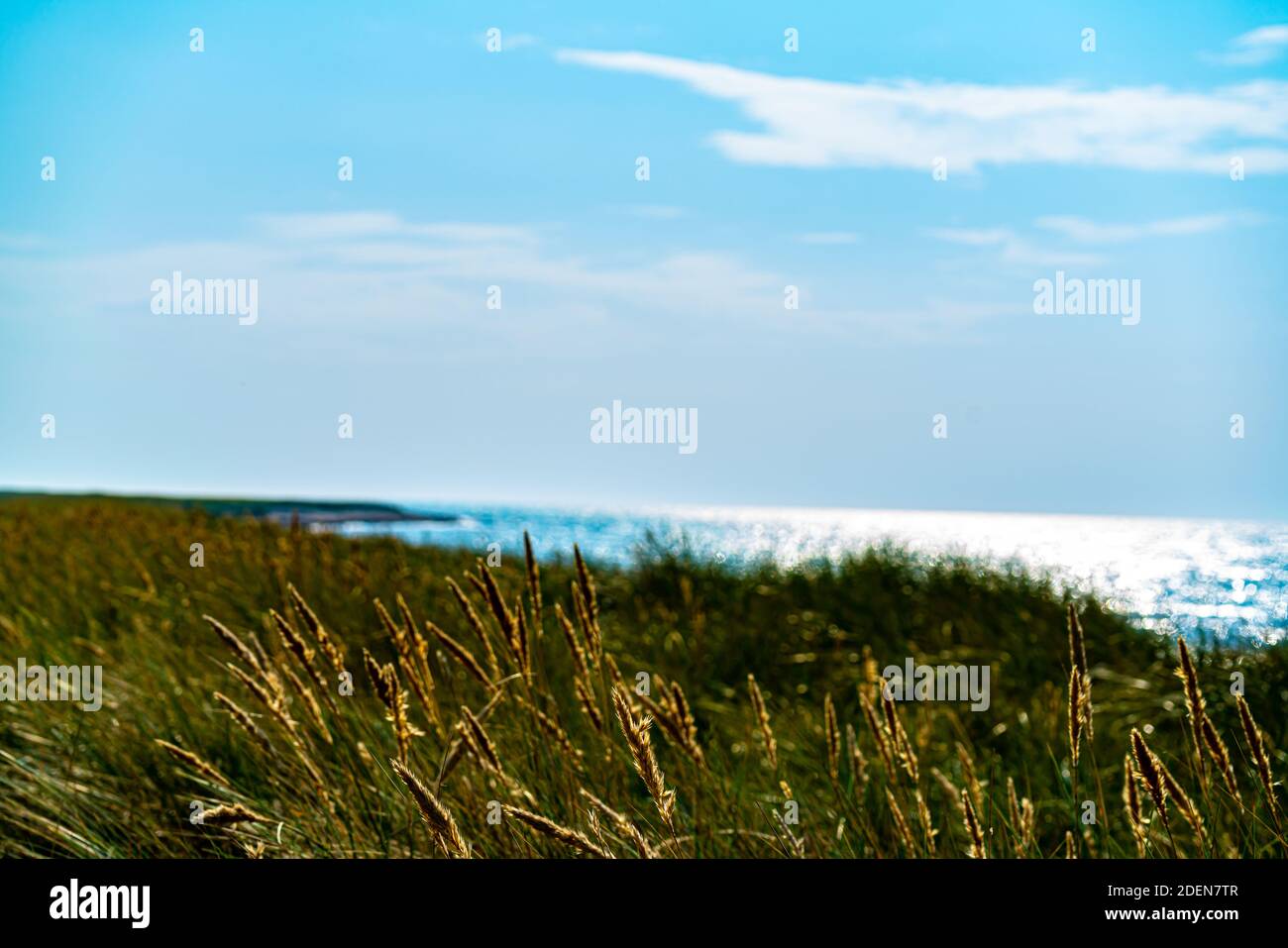 Schöner klassischer Strand in Skandinavien mit Sand, Gras, Algen und Dünen. Unscharfer Hintergrund. . Hochwertige Fotos Stockfoto