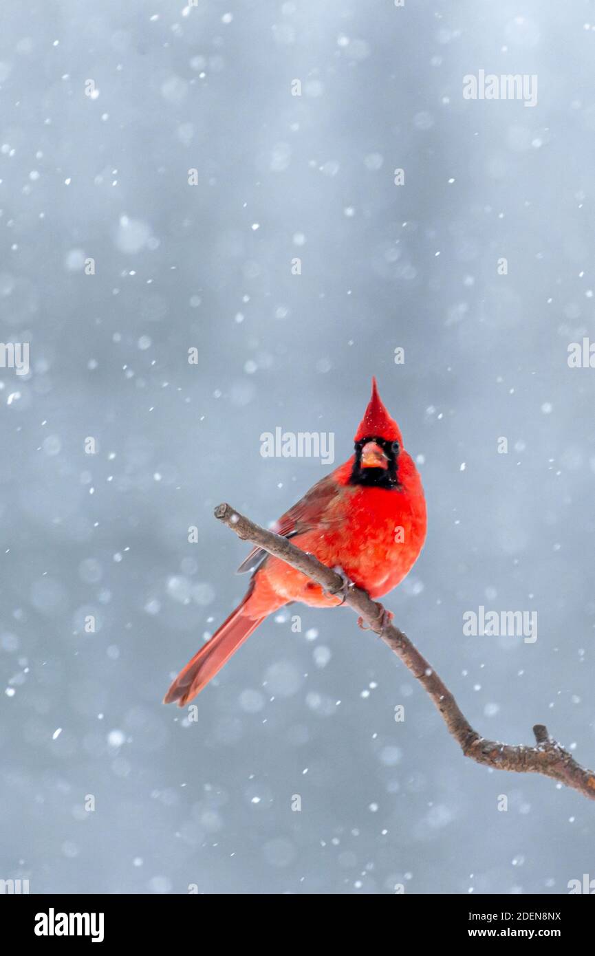 Nördlicher Kardinal in meinem Hintergrund Stockfoto