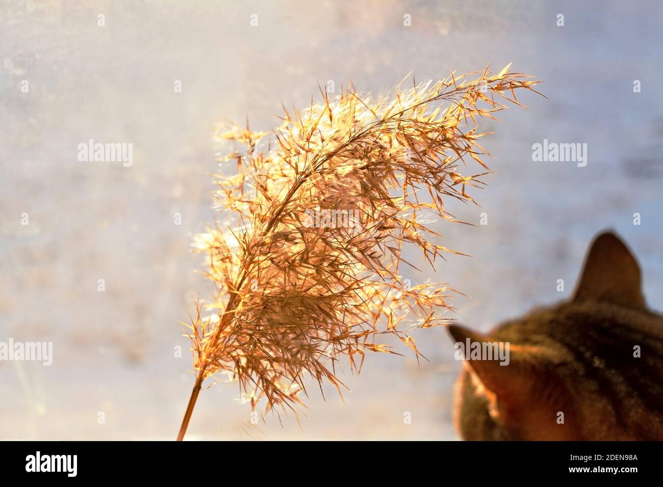 Makrele tabby Katze Blick auf trockene flauschige Schilfzweig in sonnigen Tag, selektive Fokus, Abstrakt natürlichen Hintergrund. Phragmites australis, Pampagras Stockfoto
