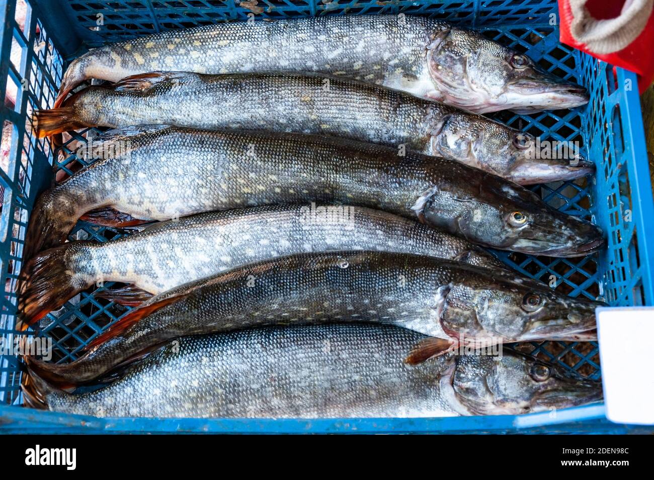 Nordhechte im Markttray. Guter Fang. Stockfoto