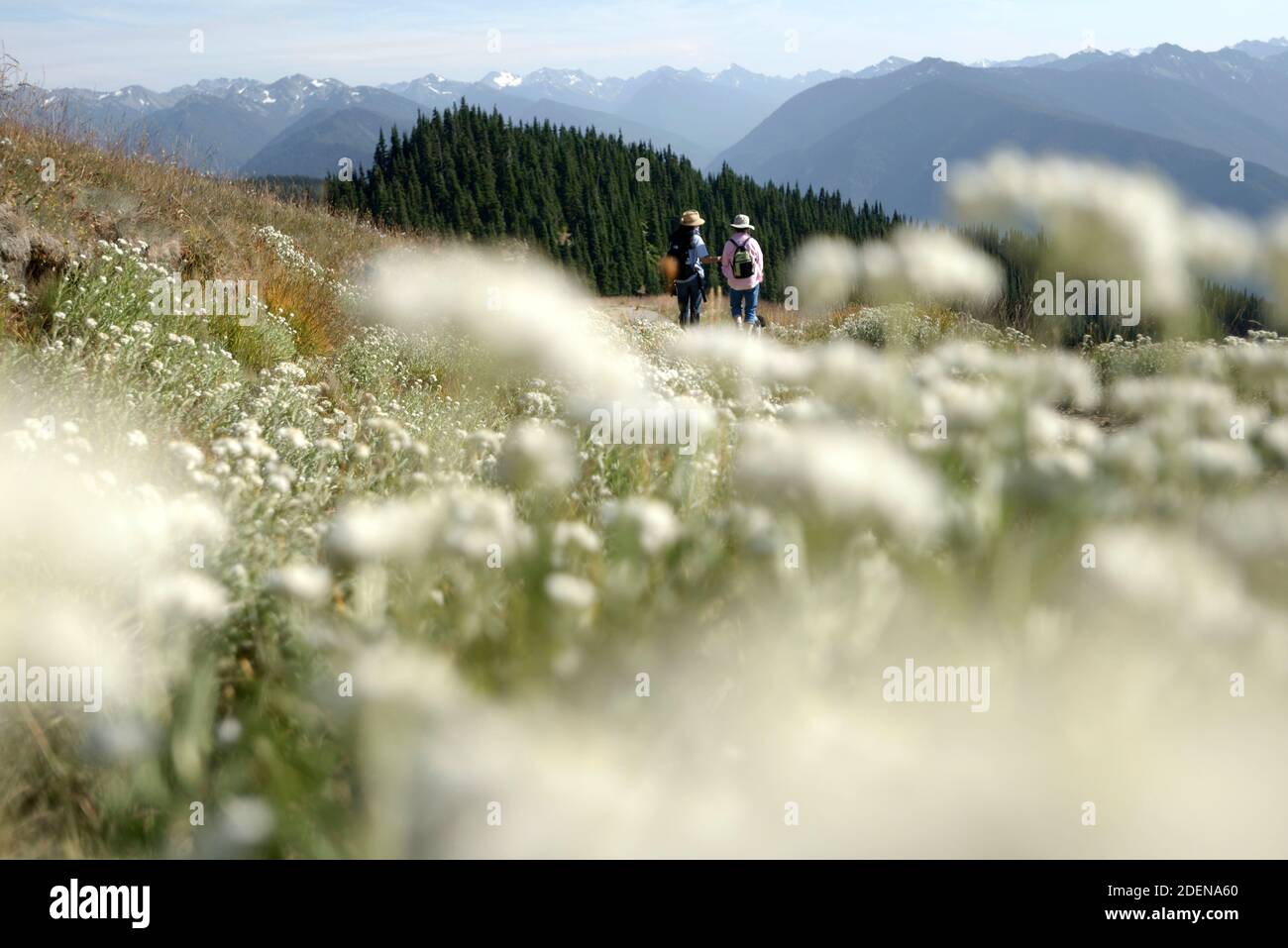 Hurrikan Ride, Olympic National Park, Washington, UNESCO-Weltkulturerbe, Internationales Biosphärenreservat, Clallam County, Washington, USA Stockfoto