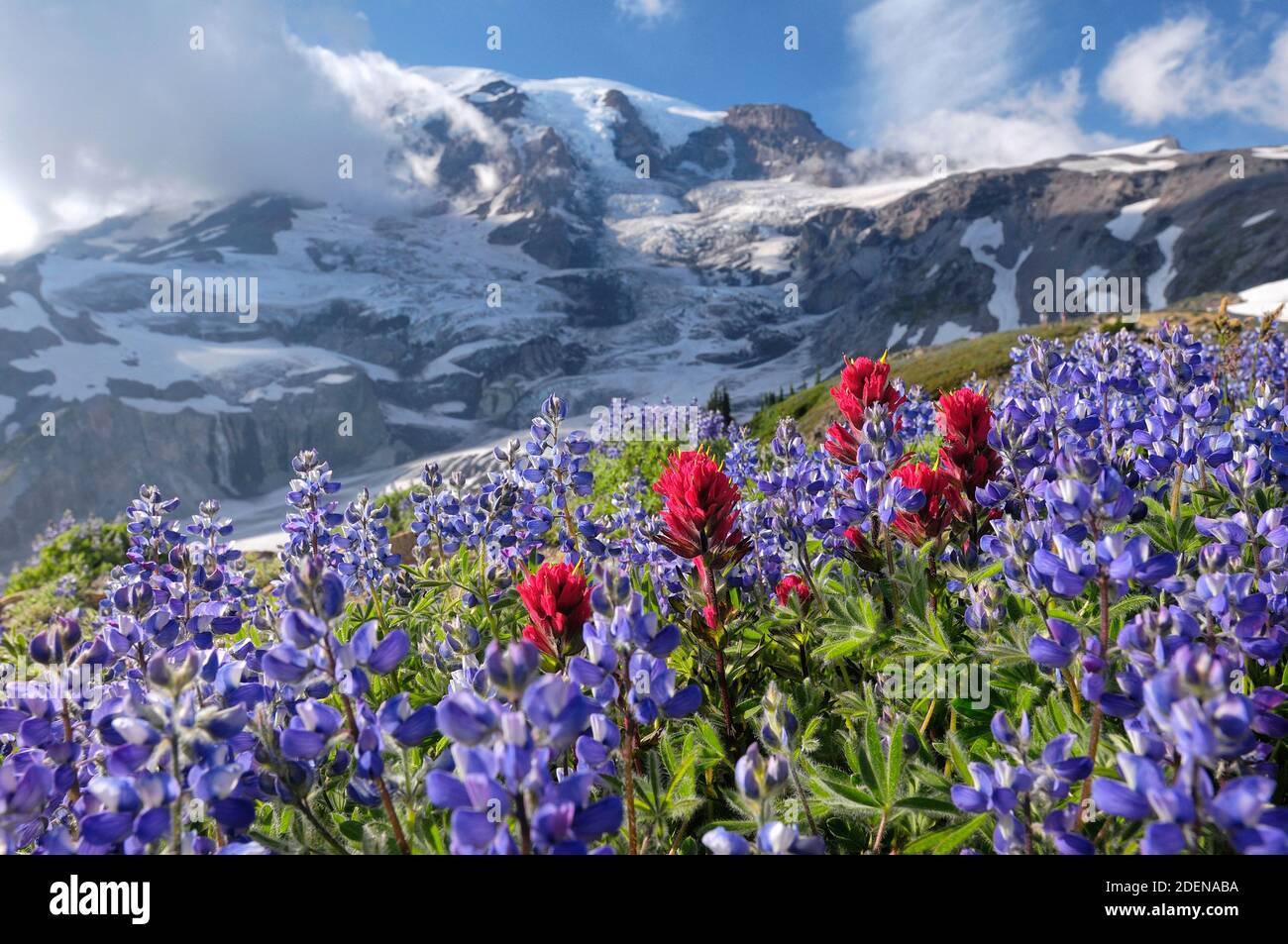 Wildblumenwiese im Paradise Valley mit Mount Rainier, Mt. Rainier National Park, Washington, USA Stockfoto