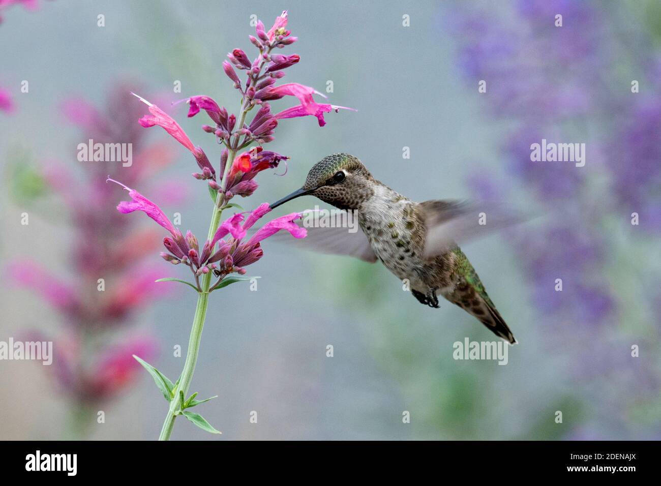 USA, Pacific Northwest, Oregon, Deschutes County, Deschutes National Forest, Selasphorus rufus, Rufous Kolibri, Stockfoto