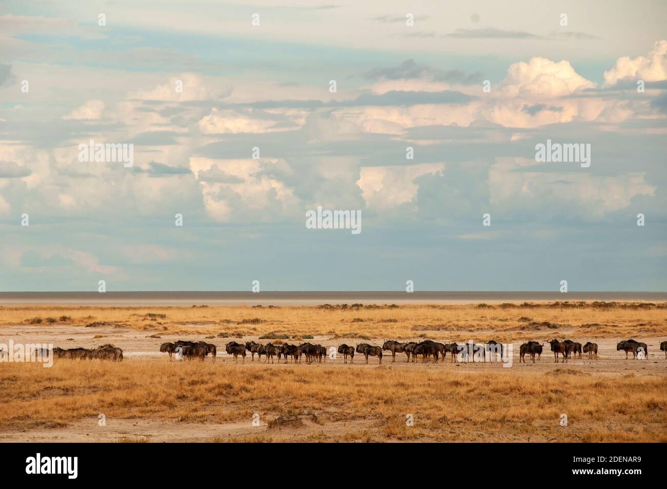 Afrika, Namibia, Kunene Region, Etosha Nationalpark, Herde von Wildebeest am Wasserloch Stockfoto