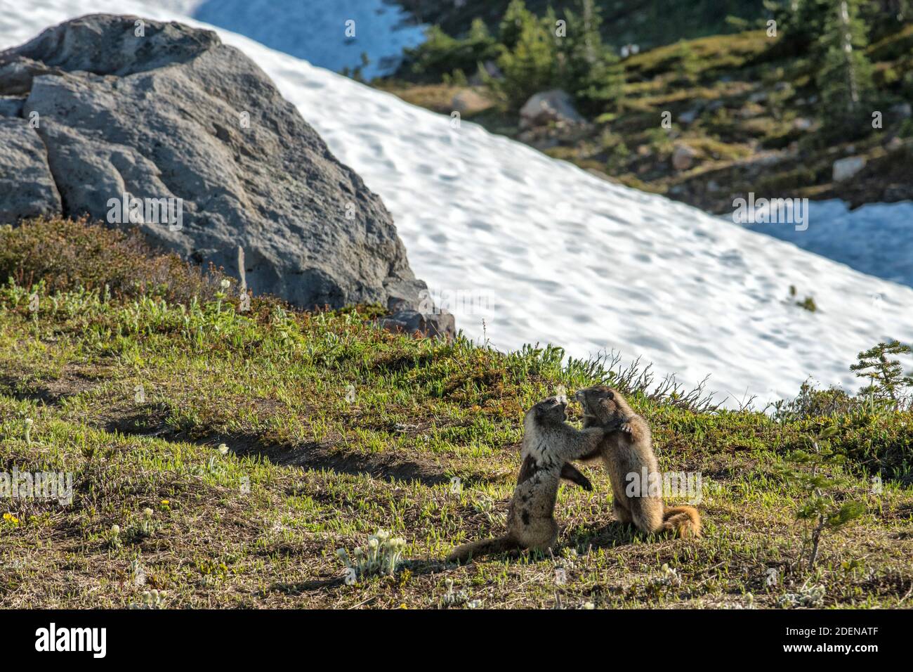 USA, Pazifischer Nordwesten, Washington State, Mount Rainier National Park, Marmot im Spiel Stockfoto