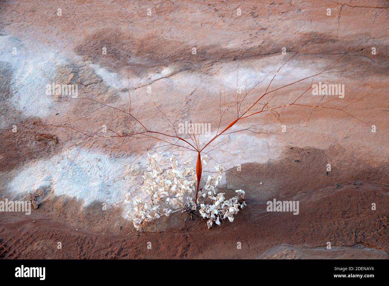 USA, Southwest, Colorado Plateau, Utah, Kane County, Big Water, Glen Canyon National Erholungsgebiet, Wüstengrass Stockfoto